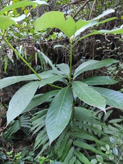 Machilus leptophylla