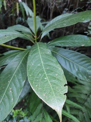 Machilus leptophylla