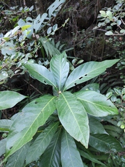 Machilus leptophylla