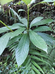 Machilus leptophylla