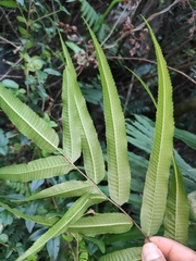 Menisciopsis penangiana