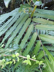 Menisciopsis penangiana