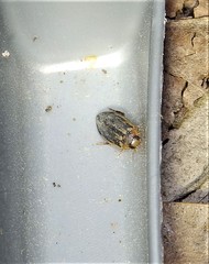 Coptotomus