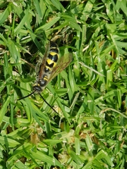 Xanthocampsomeris limosa