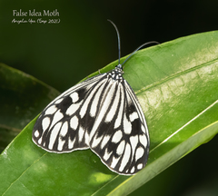 Cyclosia pieridoides