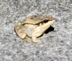 Amolops chunganensis