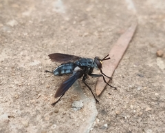 Hermyini