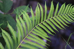 Pseudocyclosorus subochthodes