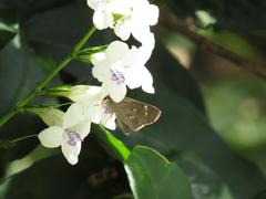 Torbenlarsenia gemella