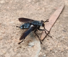 Hermyini