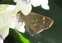 Torbenlarsenia gemella