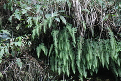 Polypodiodes niponica