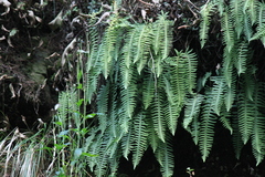 Polypodiodes niponica