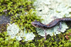 Plethodon ouachitae