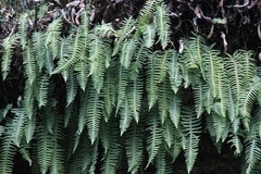 Polypodiodes niponica