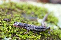 Plethodon ouachitae
