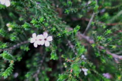 Euchaetis albertiniana