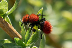 Dasymutilla coccineohirta