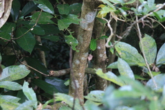 Lindera megaphylla