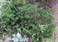 Euchaetis albertiniana