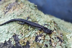 Plethodon ouachitae