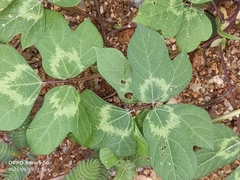 Phaseolus filiformis