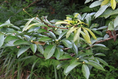 Lindera megaphylla