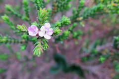 Euchaetis albertiniana