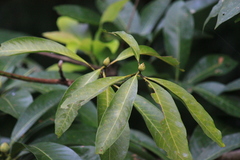Lindera megaphylla