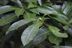 Lindera megaphylla