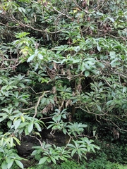 Lindera megaphylla