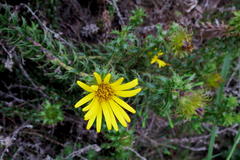 Cullumia carlinoides