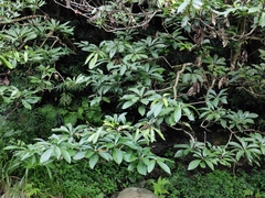 Lindera megaphylla