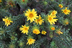 Cullumia carlinoides