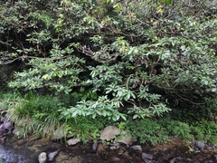 Lindera megaphylla