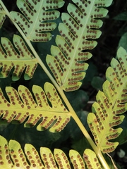 Pseudocyclosorus subochthodes