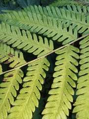 Pseudocyclosorus subochthodes