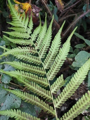 Pseudocyclosorus subochthodes