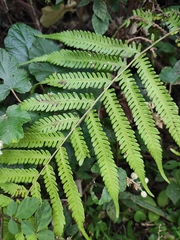 Pseudocyclosorus subochthodes