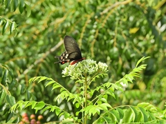 Pachliopta aristolochiae