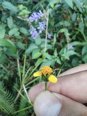 Bidens biternata