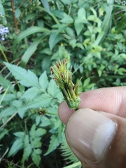 Bidens biternata