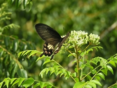 Pachliopta aristolochiae