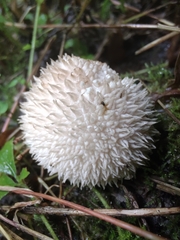 Lycoperdon pulcherrimum