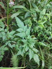 Bidens biternata