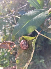 Cepaea nemoralis