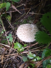 Lycoperdon pulcherrimum