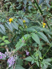 Bidens biternata