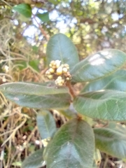 Rhus standleyi
