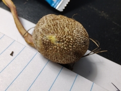 Lycoperdon pulcherrimum